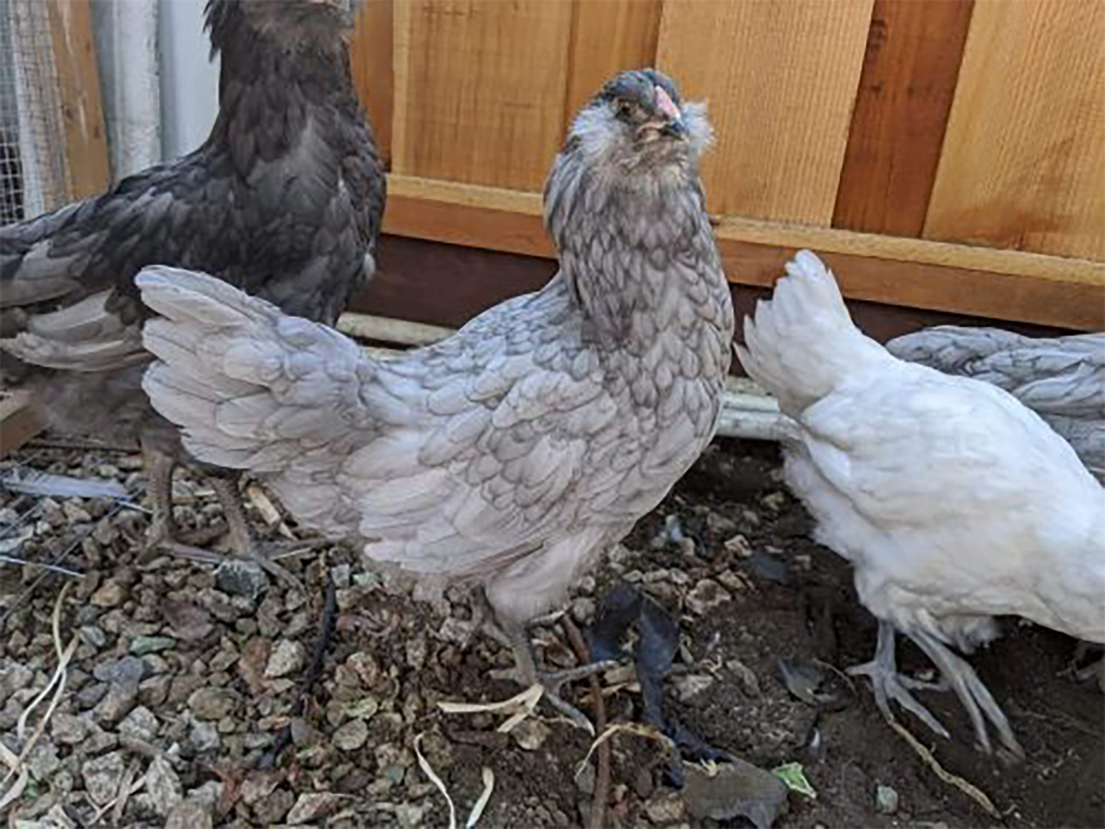 Breed Profile: Ameraucana Chicken